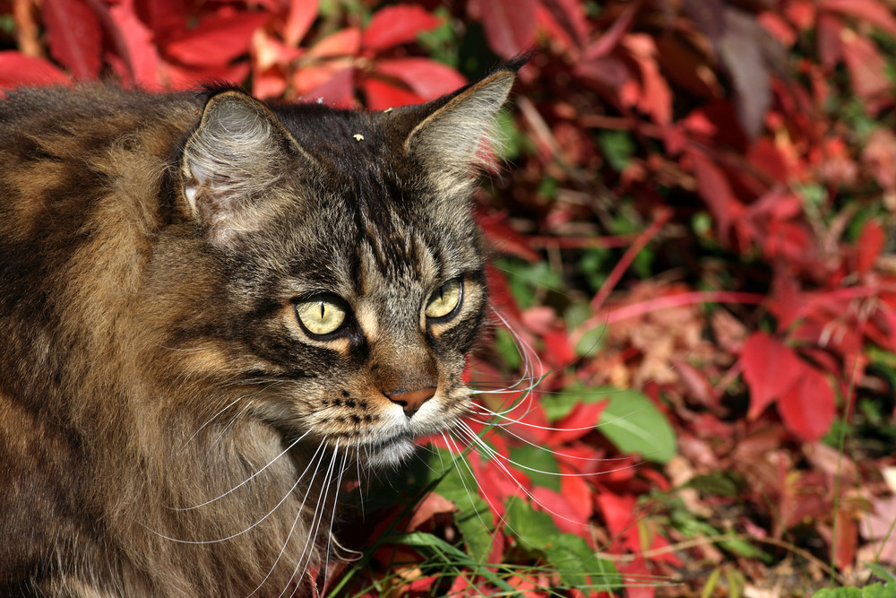 Herbstkater