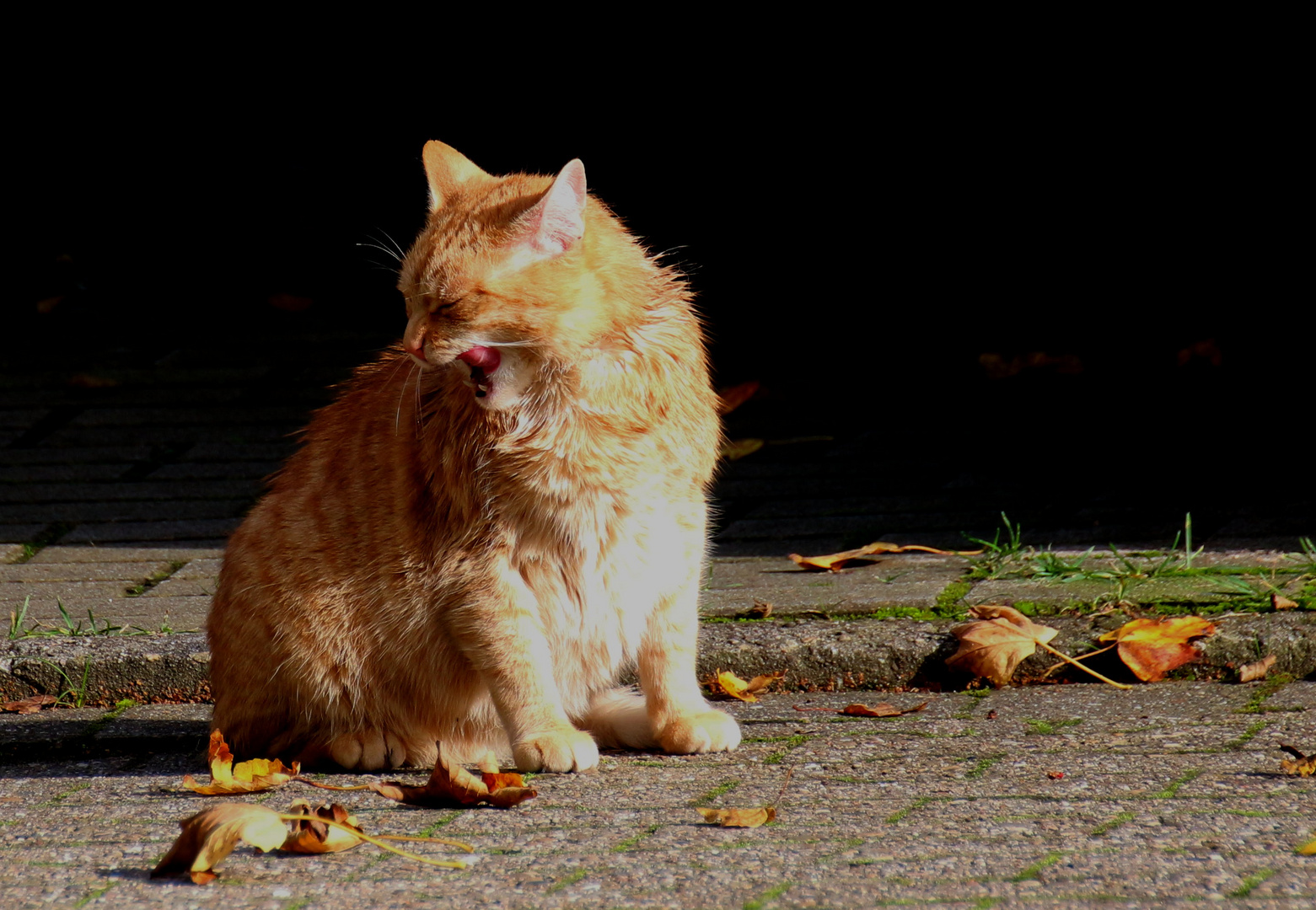 Herbstkater