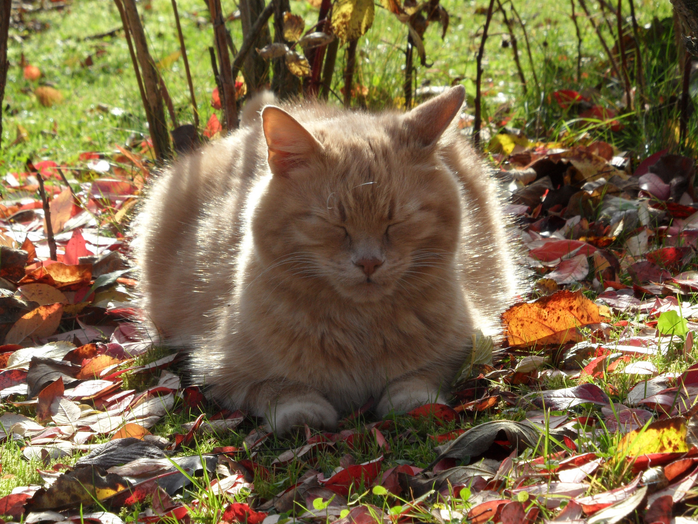 Herbstkater