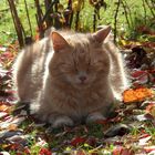 Herbstkater