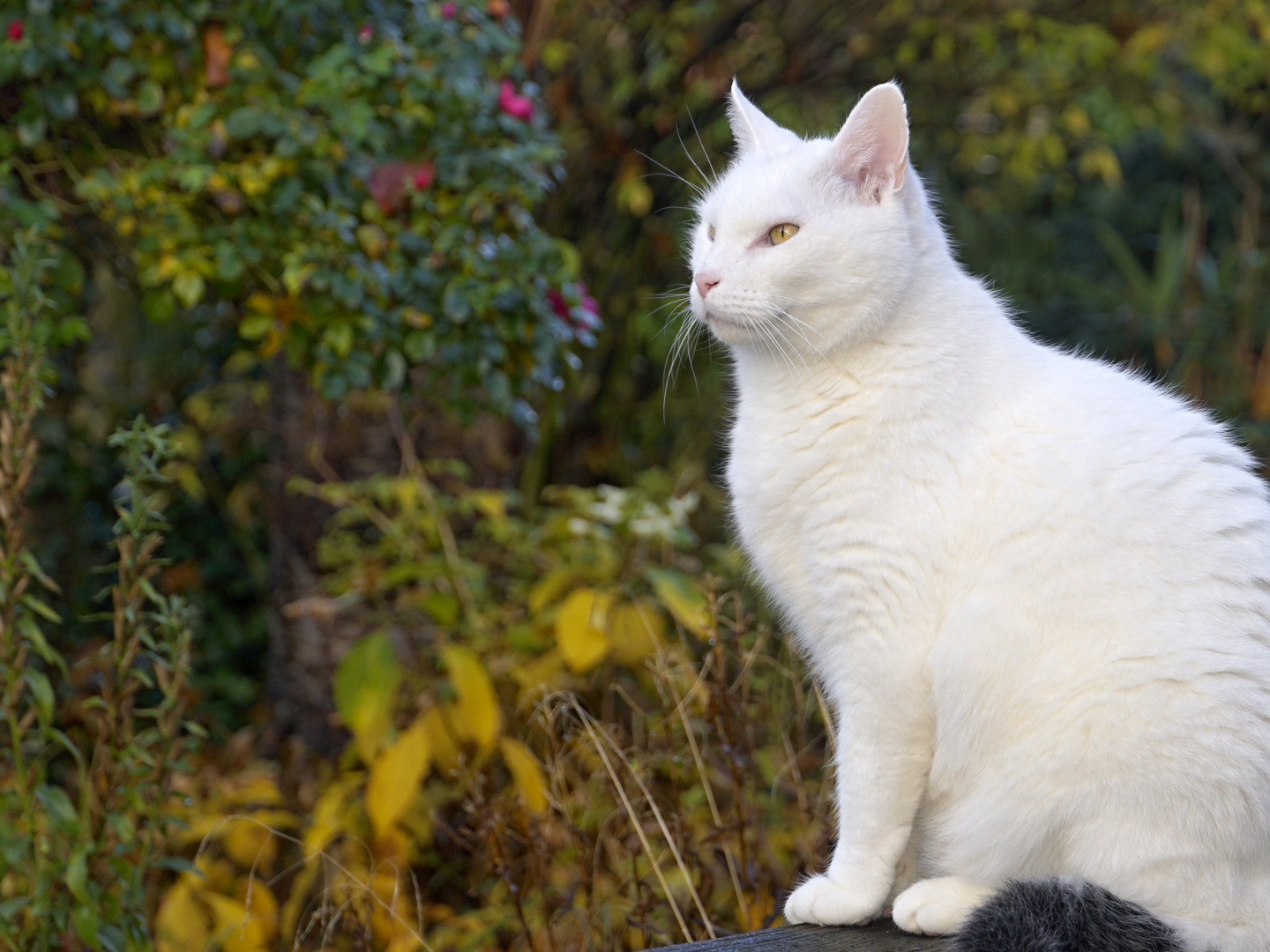 Herbstkater