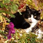 Herbstkater