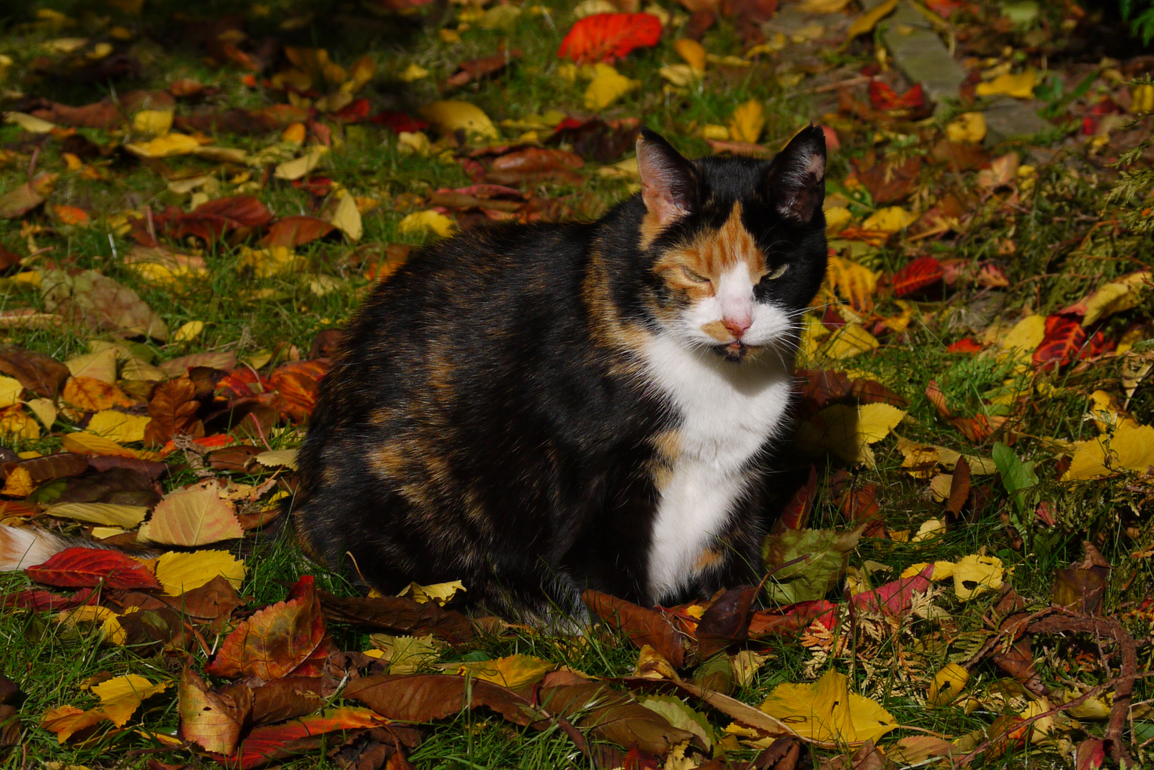 "Herbstkatze"