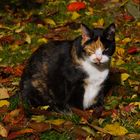 "Herbstkatze"