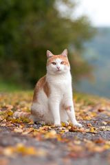 Herbstkatze