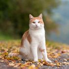 Herbstkatze