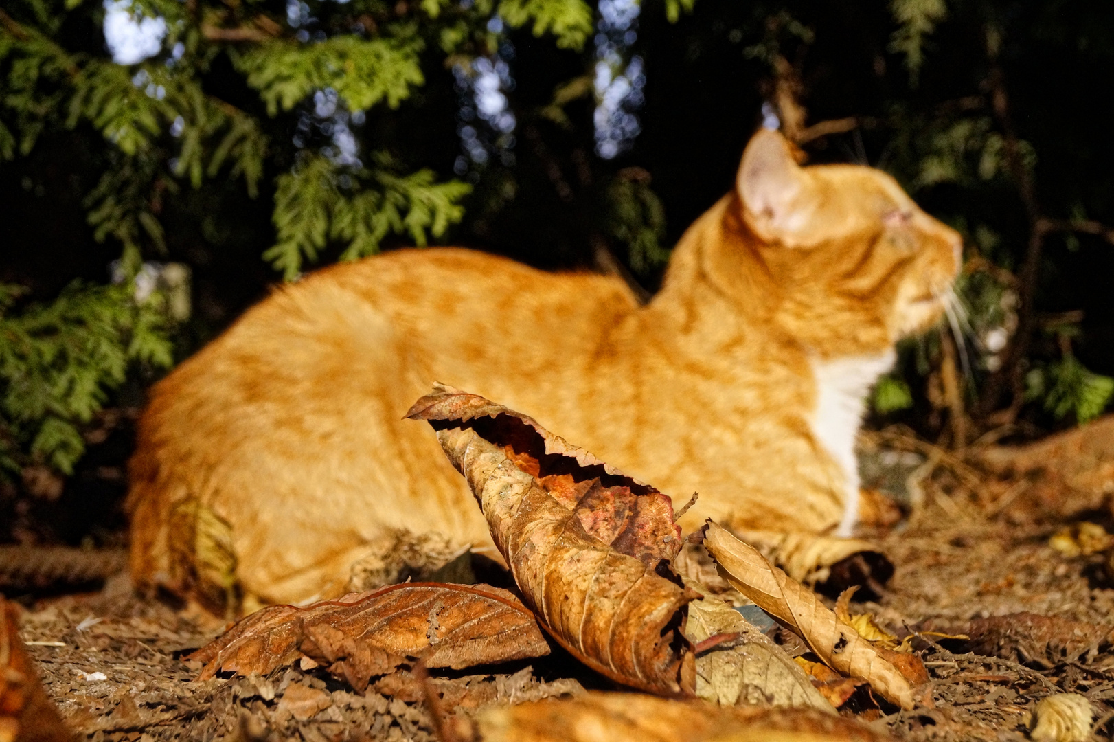 Herbstkatze