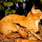 Herbstkatze