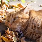 Herbstkatze