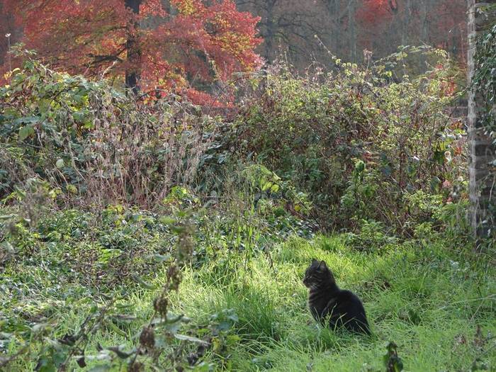 Herbstkatze