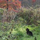 Herbstkatze