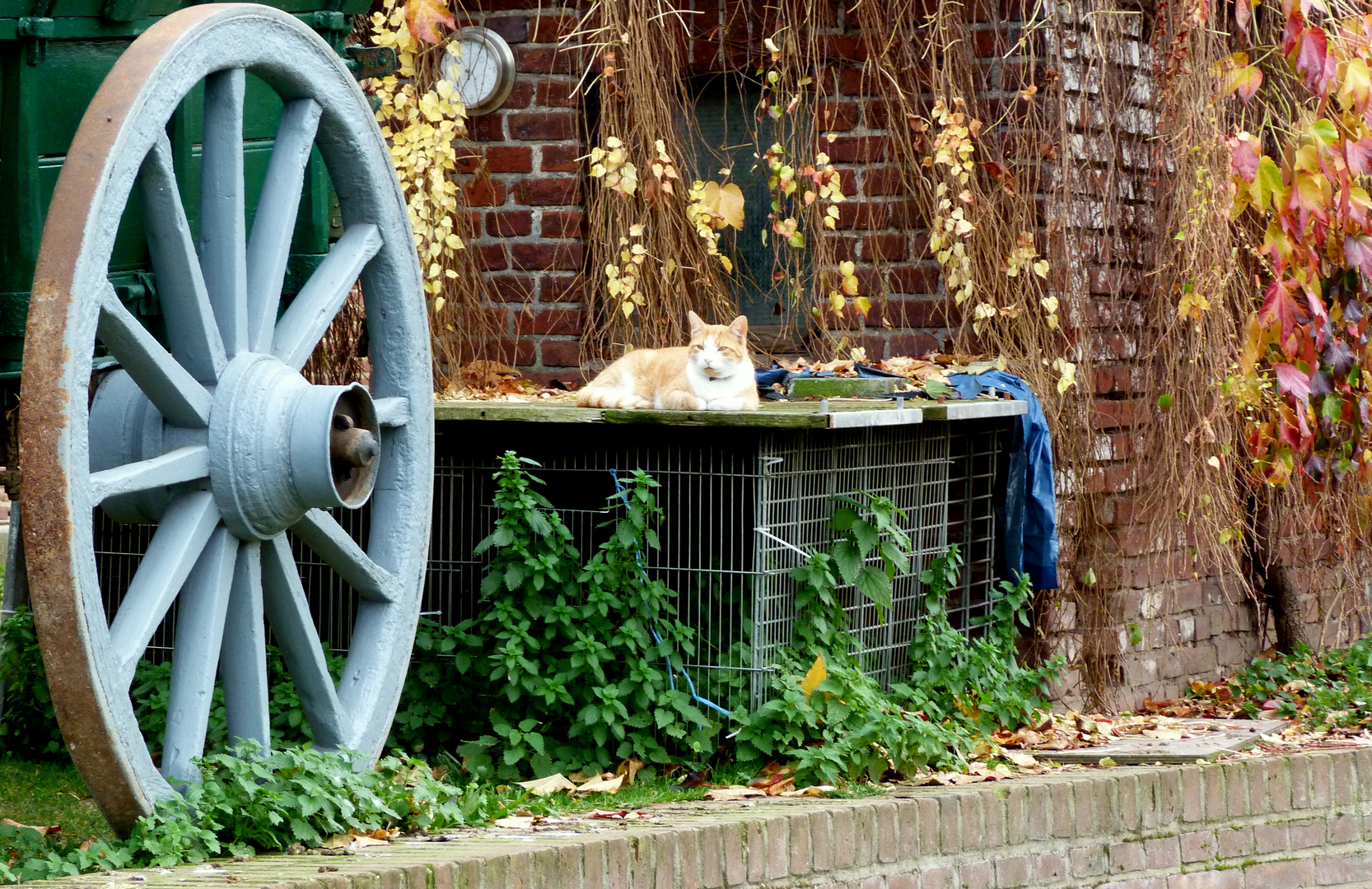 Herbstkatze