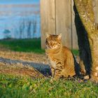 Herbstkatze