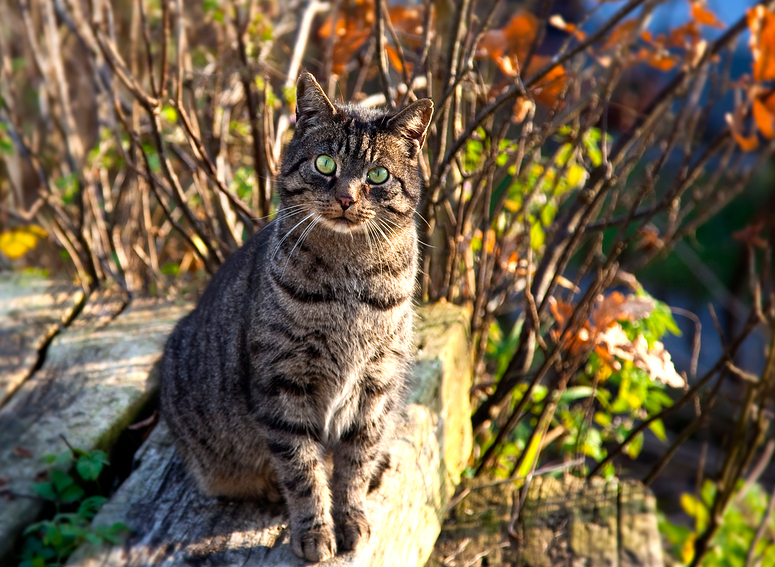 Herbstkatze