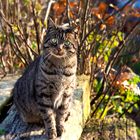 Herbstkatze