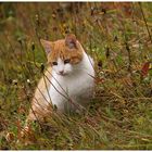 Herbstkatze