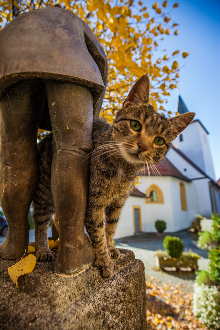 Herbstkatze