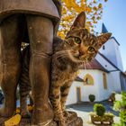 Herbstkatze