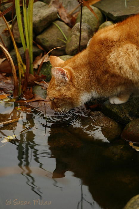 Herbstkatze