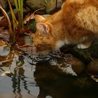 Herbstkatze