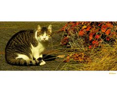 Herbstkatze