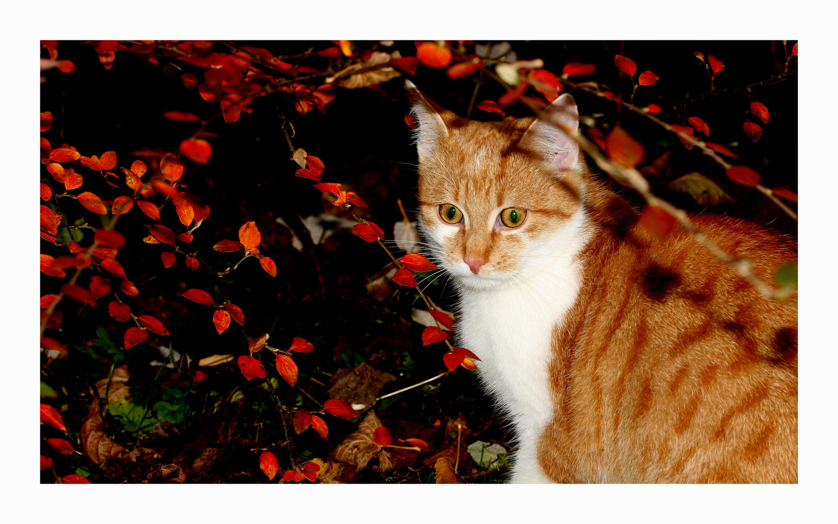 Herbstkatze