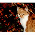 Herbstkatze