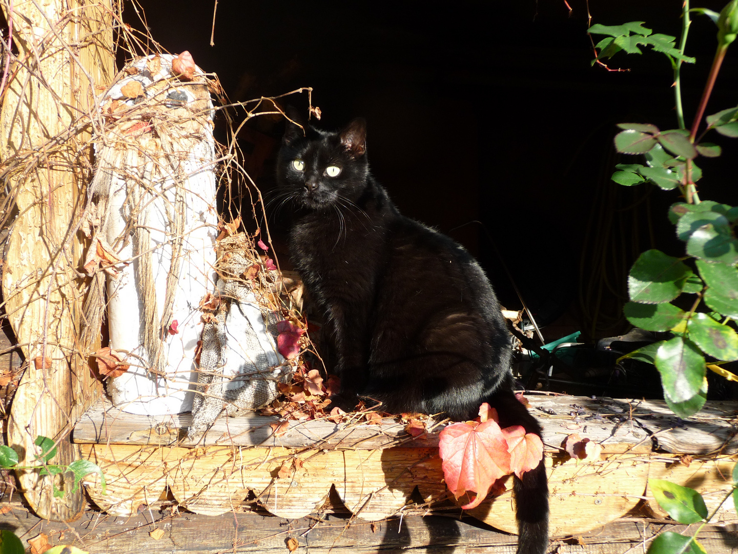 Herbstkatze