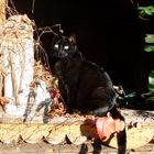 Herbstkatze