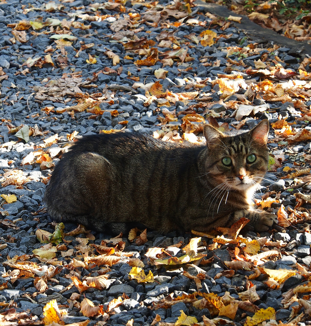 Herbstkatze