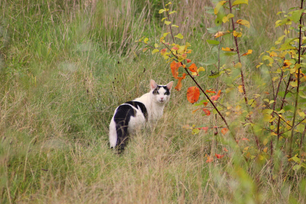 Herbstkatze