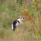 Herbstkatze