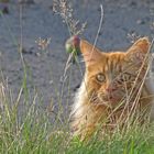 Herbstkatze