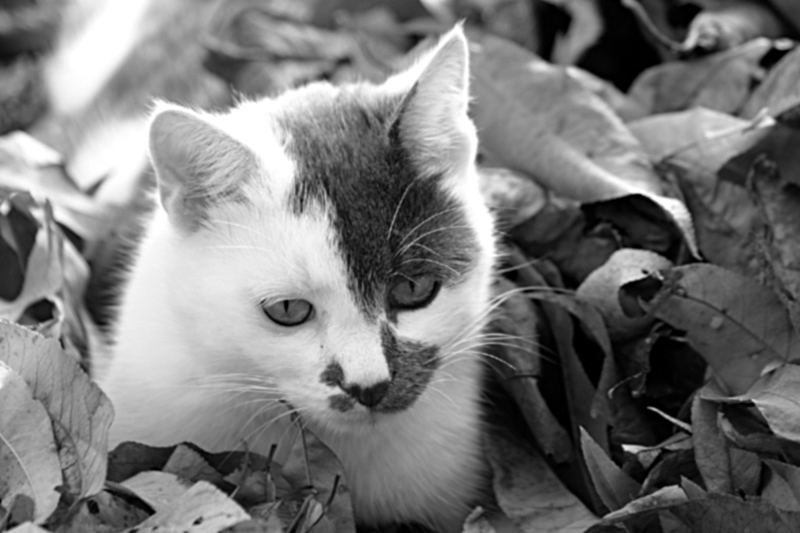 "Herbstkatze"