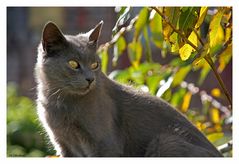 Herbstkatze