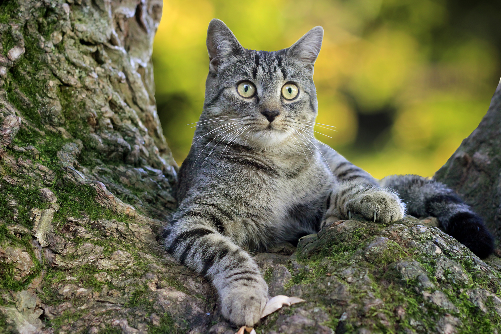 Herbstkatze