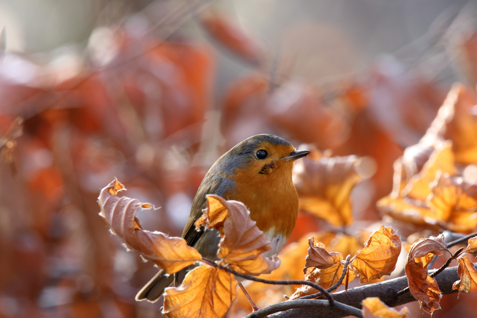 Herbstkehlchen