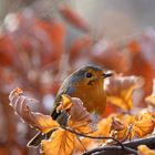 Herbstkehlchen