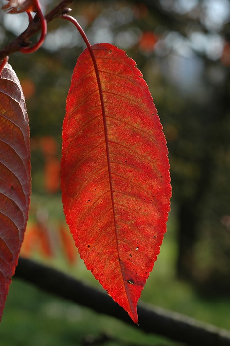 Herbstkirsche