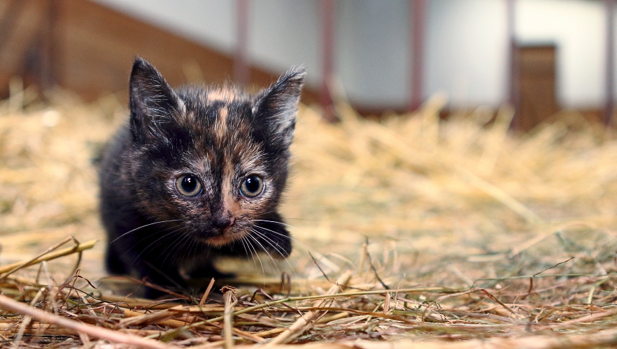 Herbstkitten