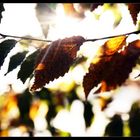 - Herbstklassiker -