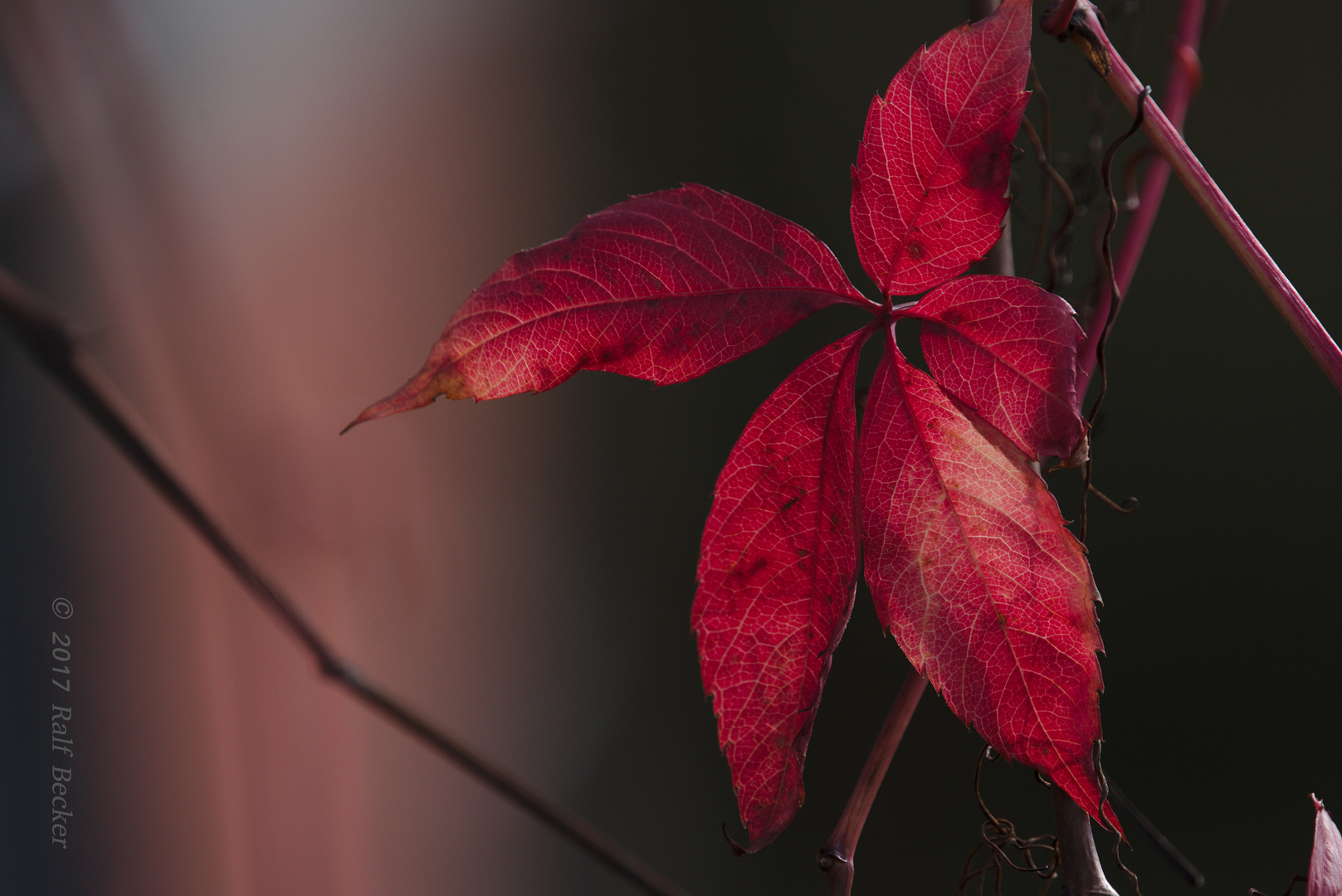 Herbstklassiker