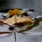 Herbstklassiker