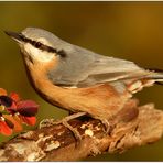 Herbstkleiber