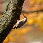 Herbstkleiber in Herbstkleider...