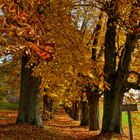 Herbstkleid.....