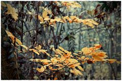 Herbstkleid (2)