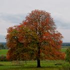 Herbstkleid