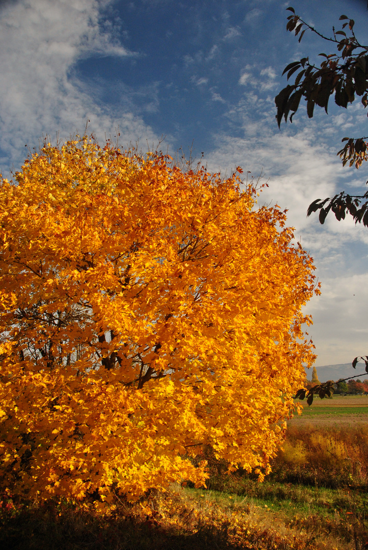 Herbstkleid