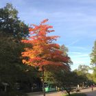 Herbstkleid